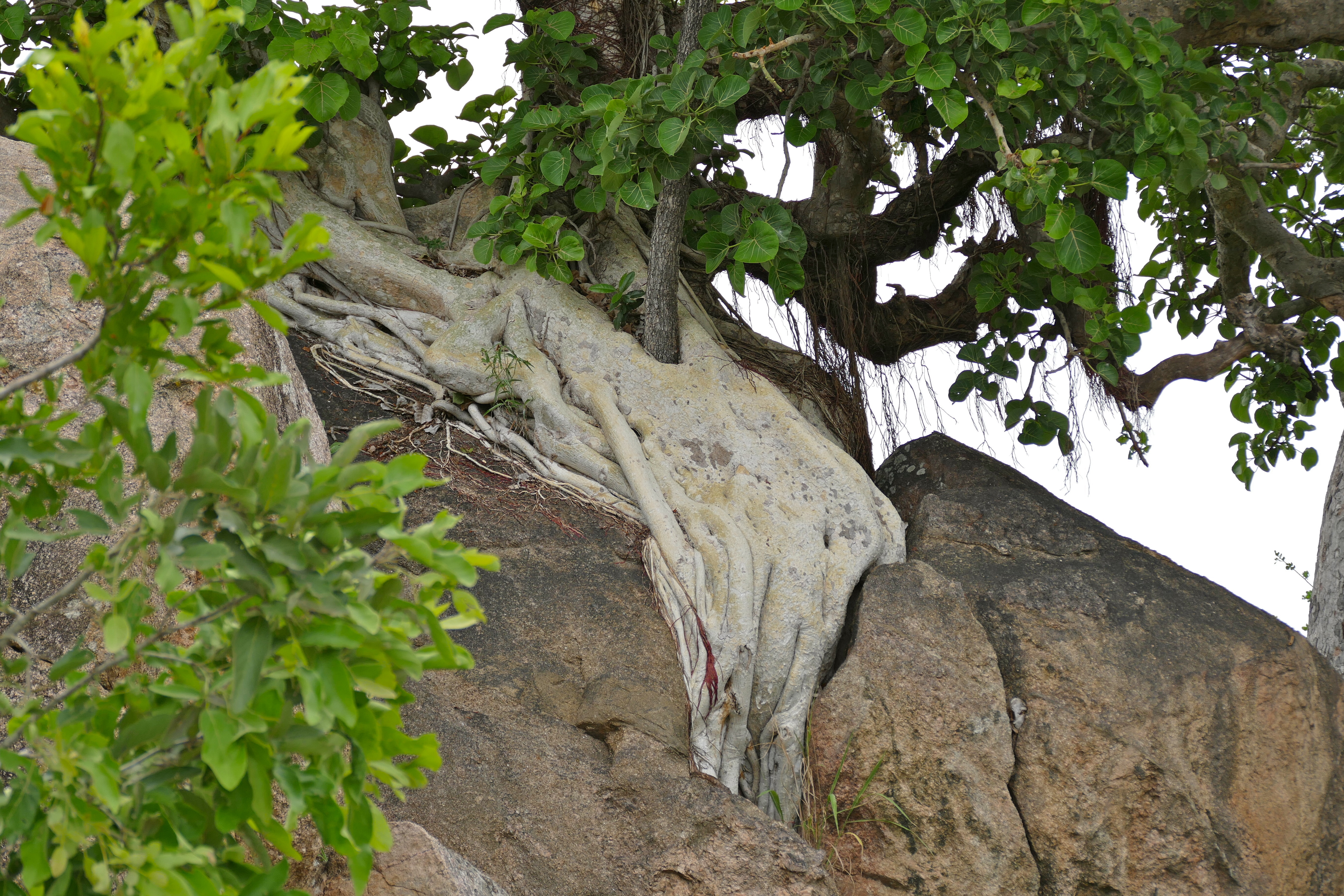 Large-leaved Rock Fig (Ficus abutilifolia) roots (16025195933).jpg