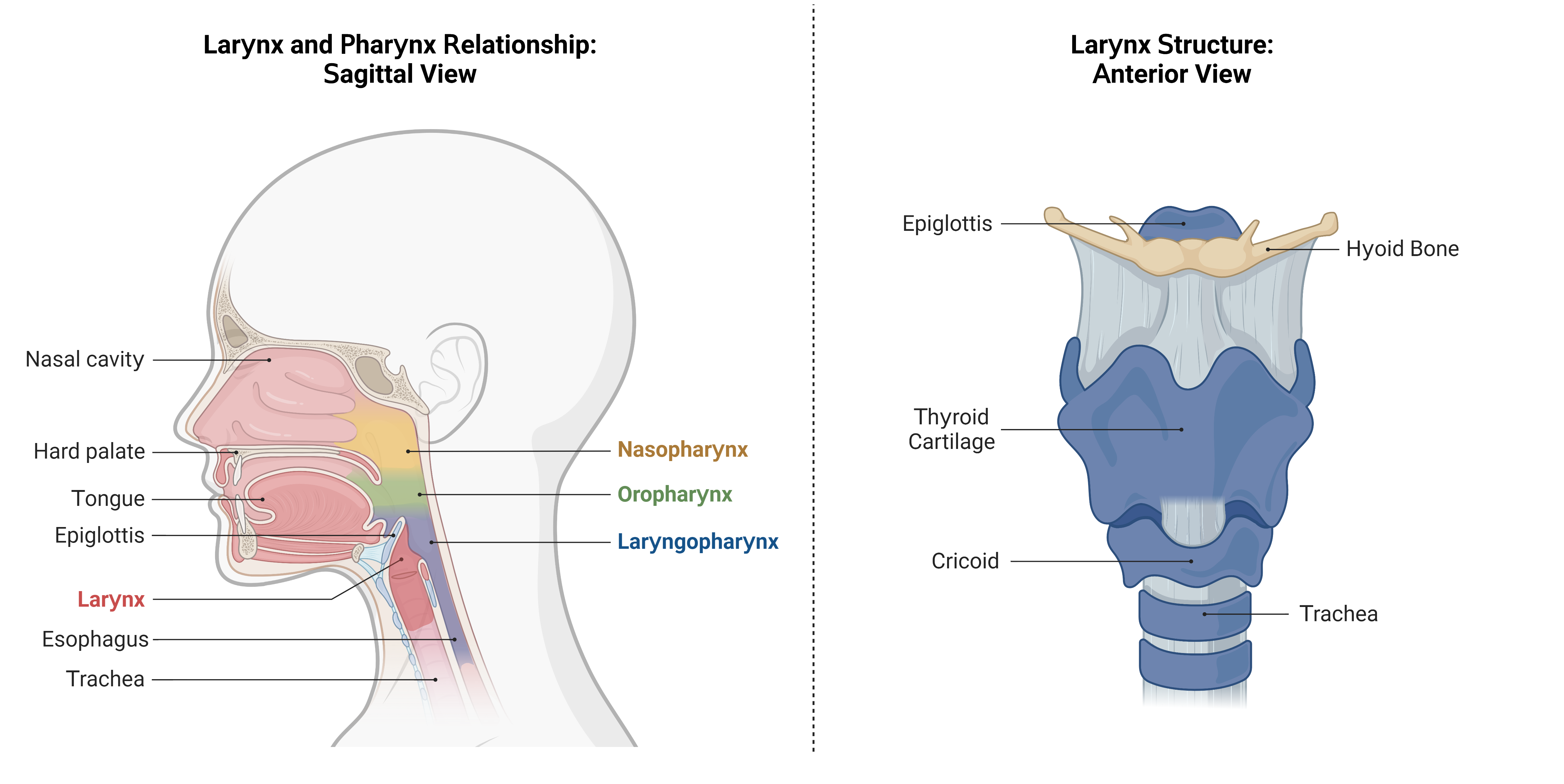 anatomy of nasopharynx