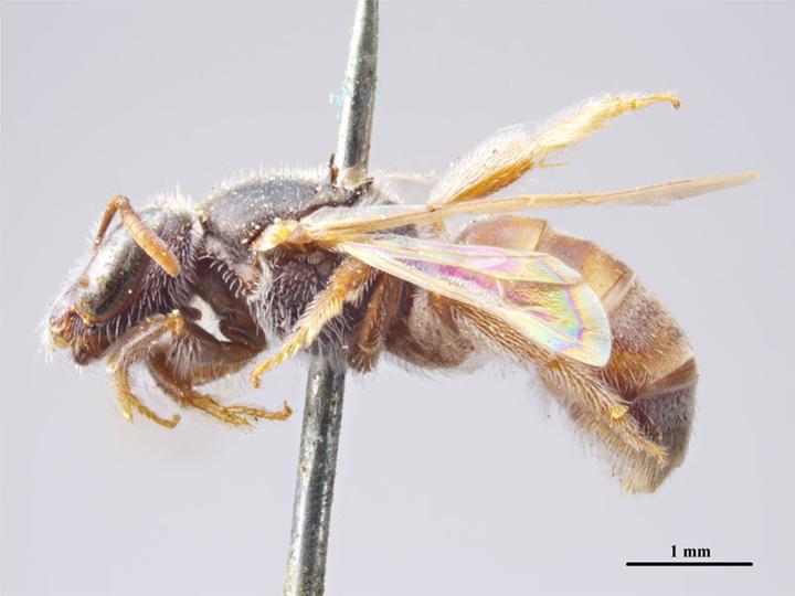 File:Lasioglossum platycephalum f.jpg