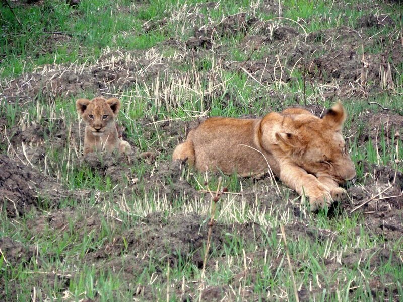 File:Lioness and young lion in Luangwa National Park – Zambia.jpg