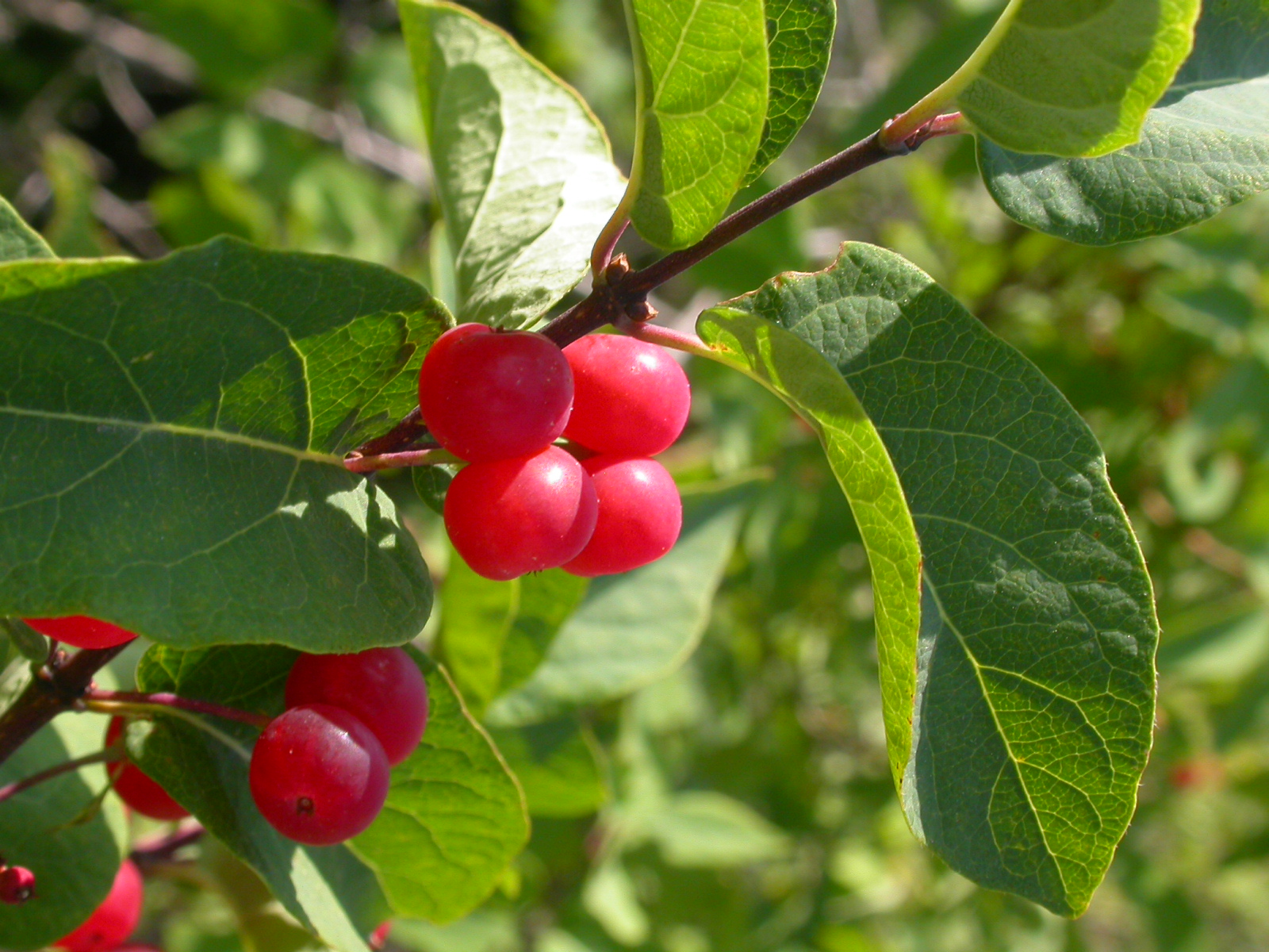 Жимолость Татарская ( Lonicera tataricum)