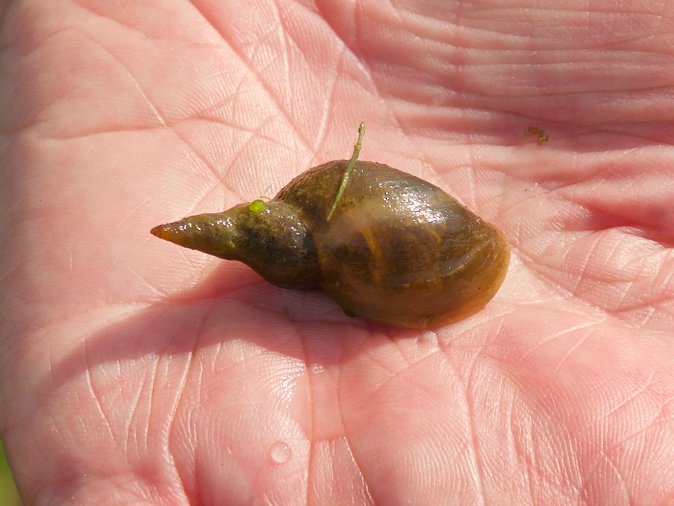 Обыкновенный прудовик (Lymnaea stagnalis)