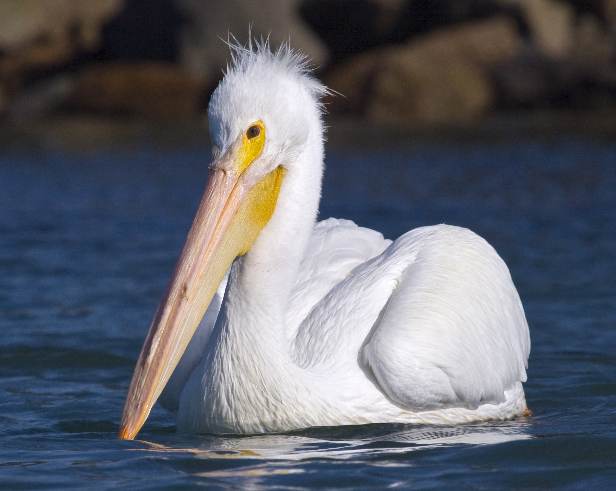 petshop oiseau pelican blanc turquoise white bird N° 797 
