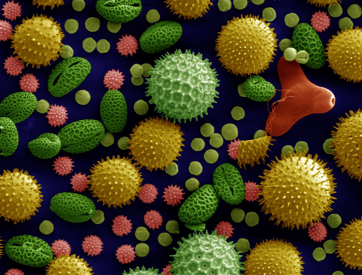 Colorized pollen illustration