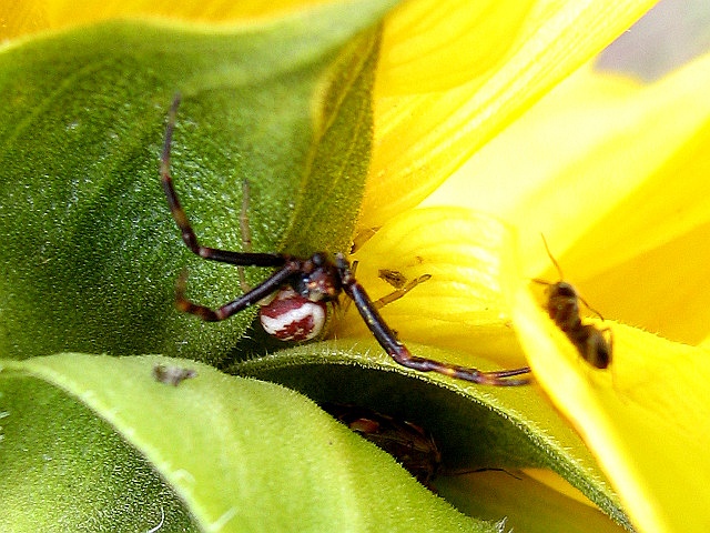 File:Misumena vatia male.jpg