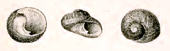 Monodonta perplexa 001