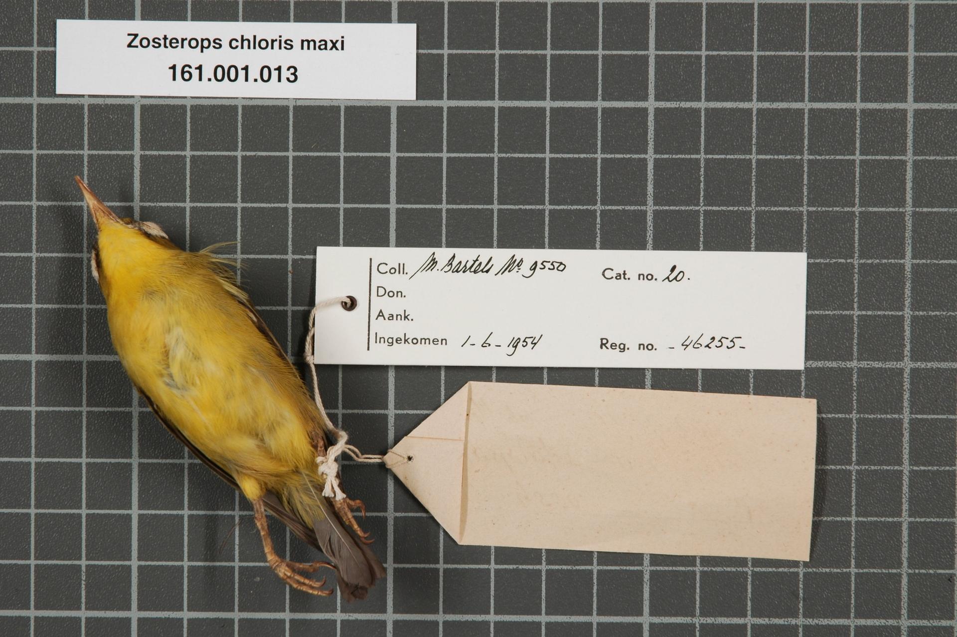 Naturalis_Biodiversity_Center_-_RMNH.AVES.46255_2_-_Zosterops_chloris_maxi_Finsch%2C_1907_-_Zosteropidae_-_bird_skin_specimen.jpeg