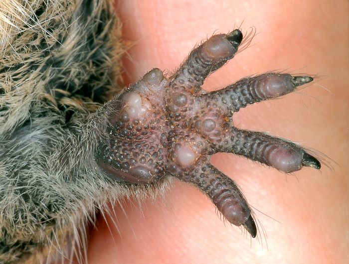 File:O. degus front paw.jpg