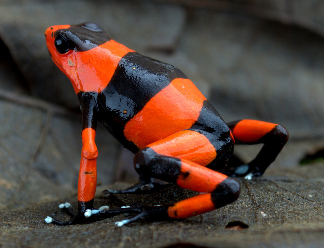 Poison Dart Frog