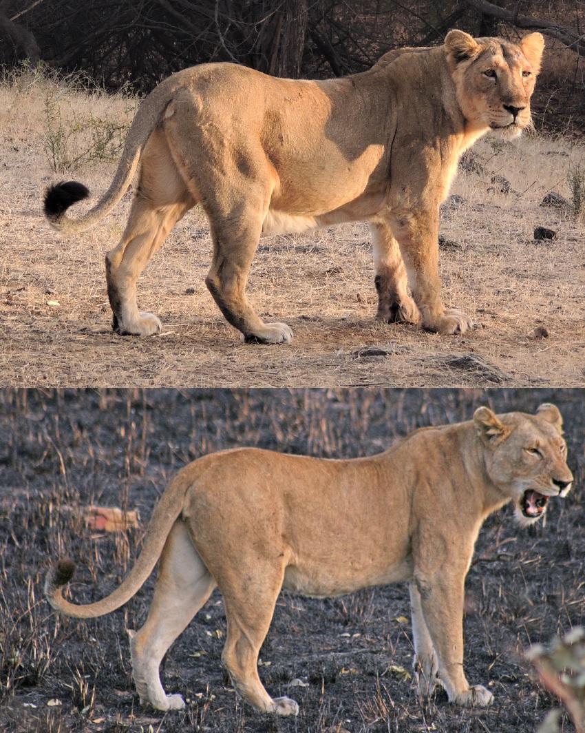 Panthera leo melanochaita - Wikipedia