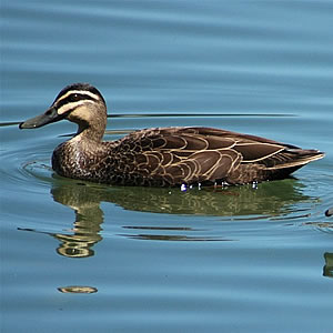 File:Pacificblackduck.jpg