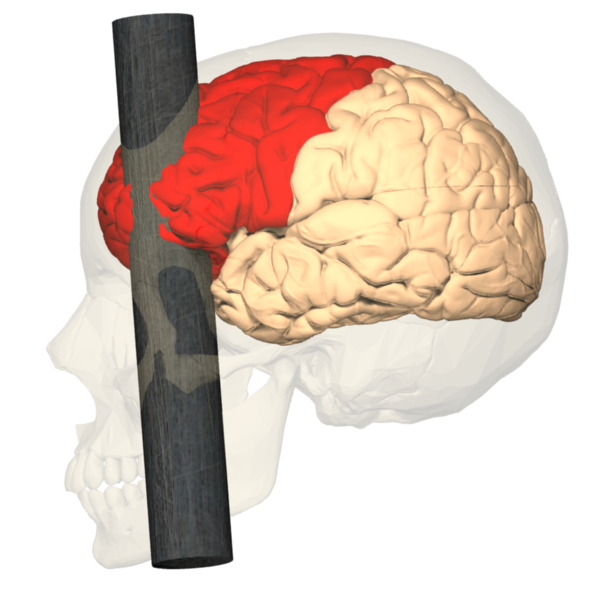 File:Cortex frontal lateral.png - Wikimedia Commons