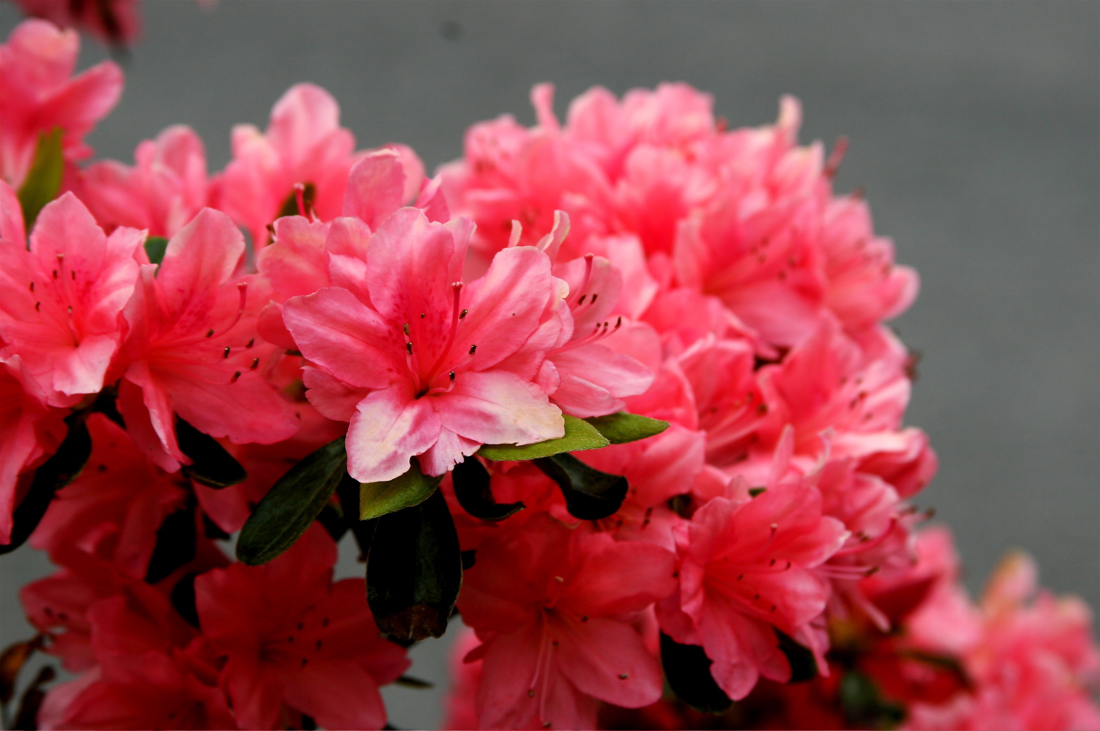 Pink_azaleas.jpg