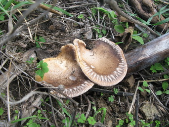 File:Pleurotus eryngii var. ferulae.jpg