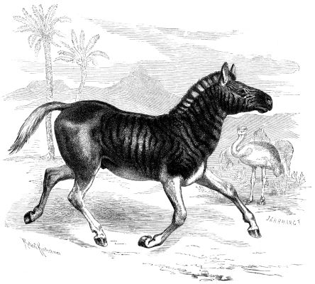 File:Quagga (Equus Quagga).png