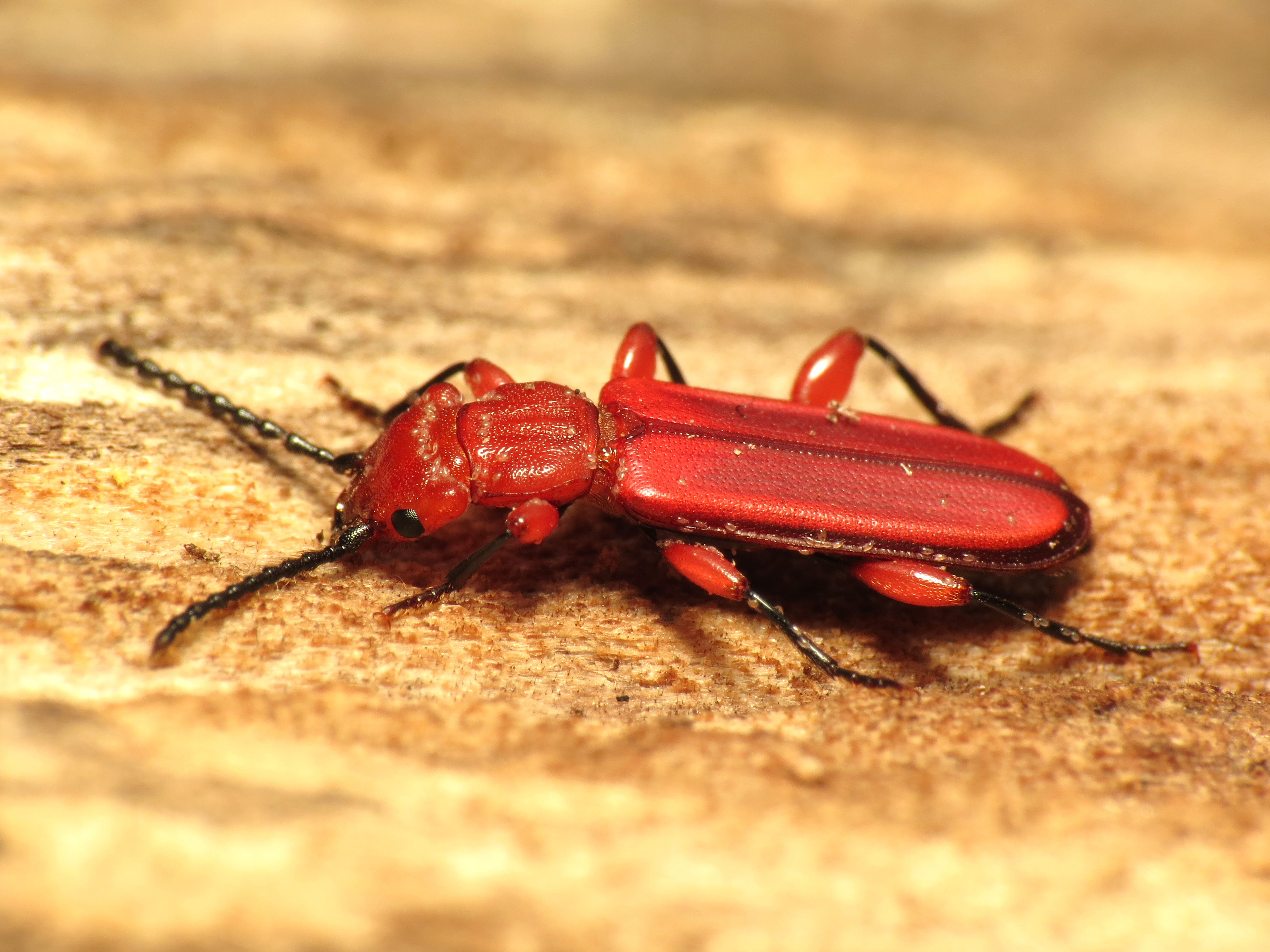 File:Red Flat Bark Beetle - Flickr - treegrow (2).jpg - Wikimedia Commons