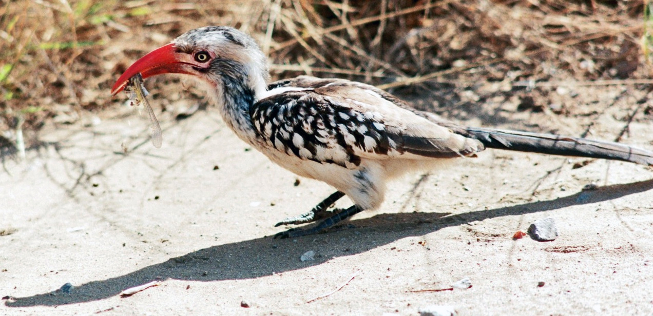 Red Hornbill eating insect.jpg