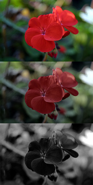 Red geranium photopic mesopic scotopic.jpg