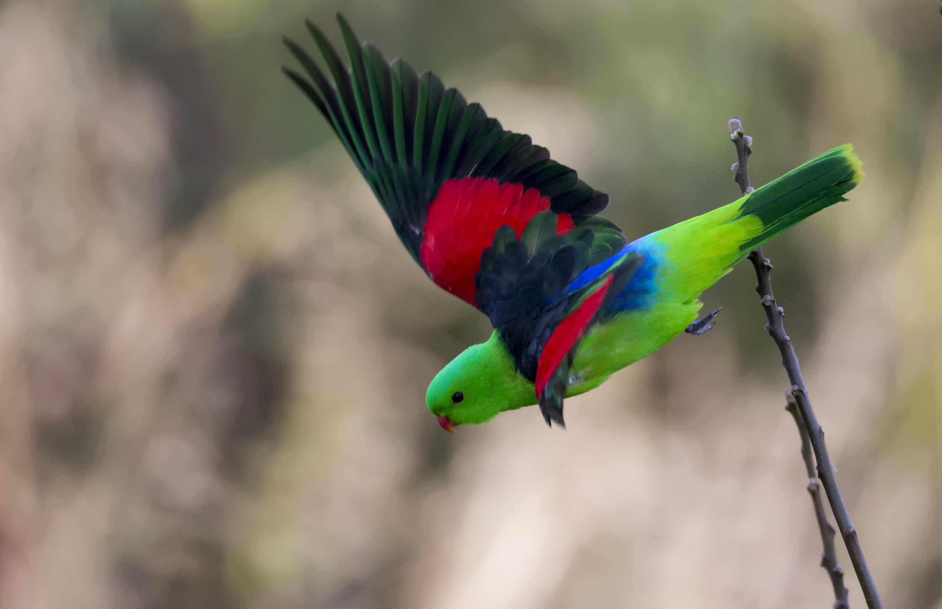 National bird. Краснокрылые попугаи. Амазонский краснокрылый попугай. Краснокрылый тонкоклювый попугай. Императорский попугай.