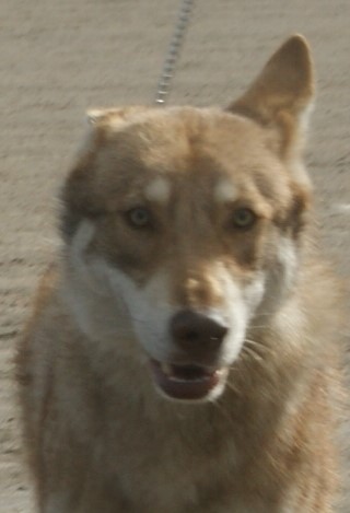 File:Saarloos Wolfdog brown 3.jpg