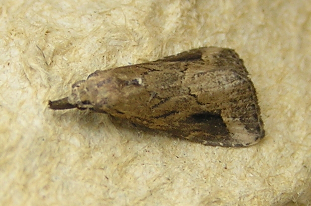 File:Schrankia costaestrigalis FvL.jpg