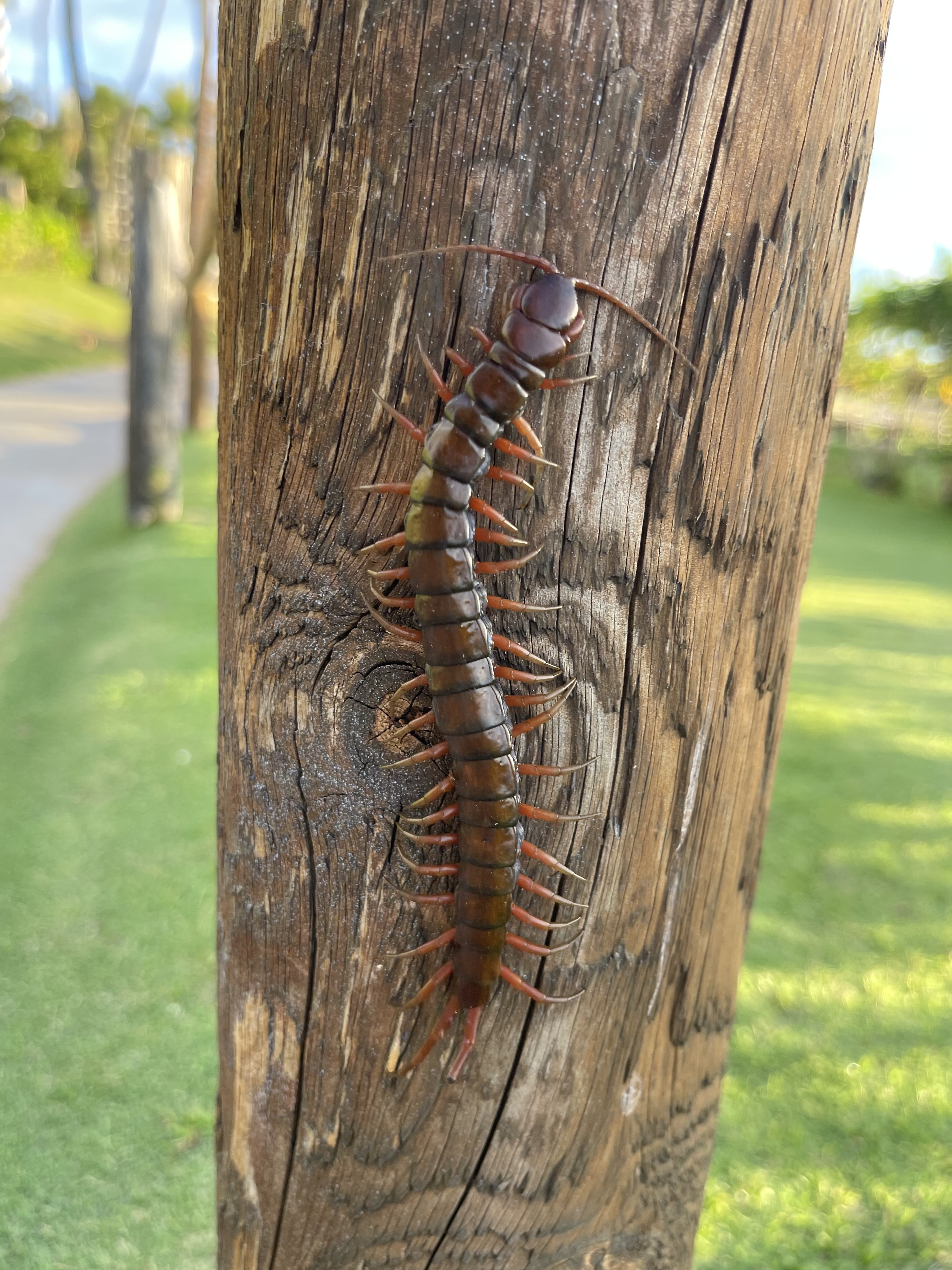 Sensitive Centipede