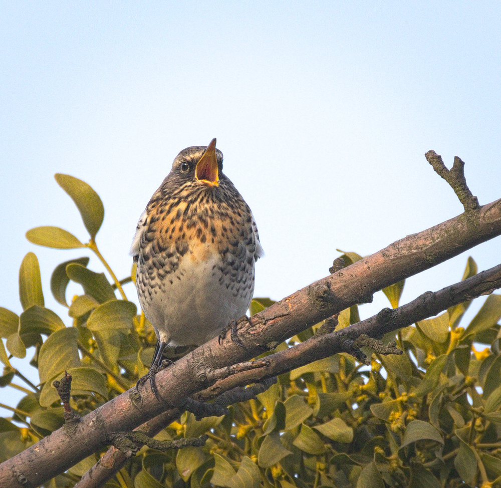 Крик птицы. Рябинник (turdus pilaris. Европейский Дрозд. Настоящие Дрозды пересмешник. Европейские разновидности Дроздов.