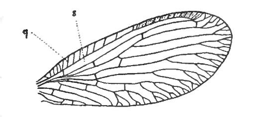 File:SisyraFuscataWing.jpg