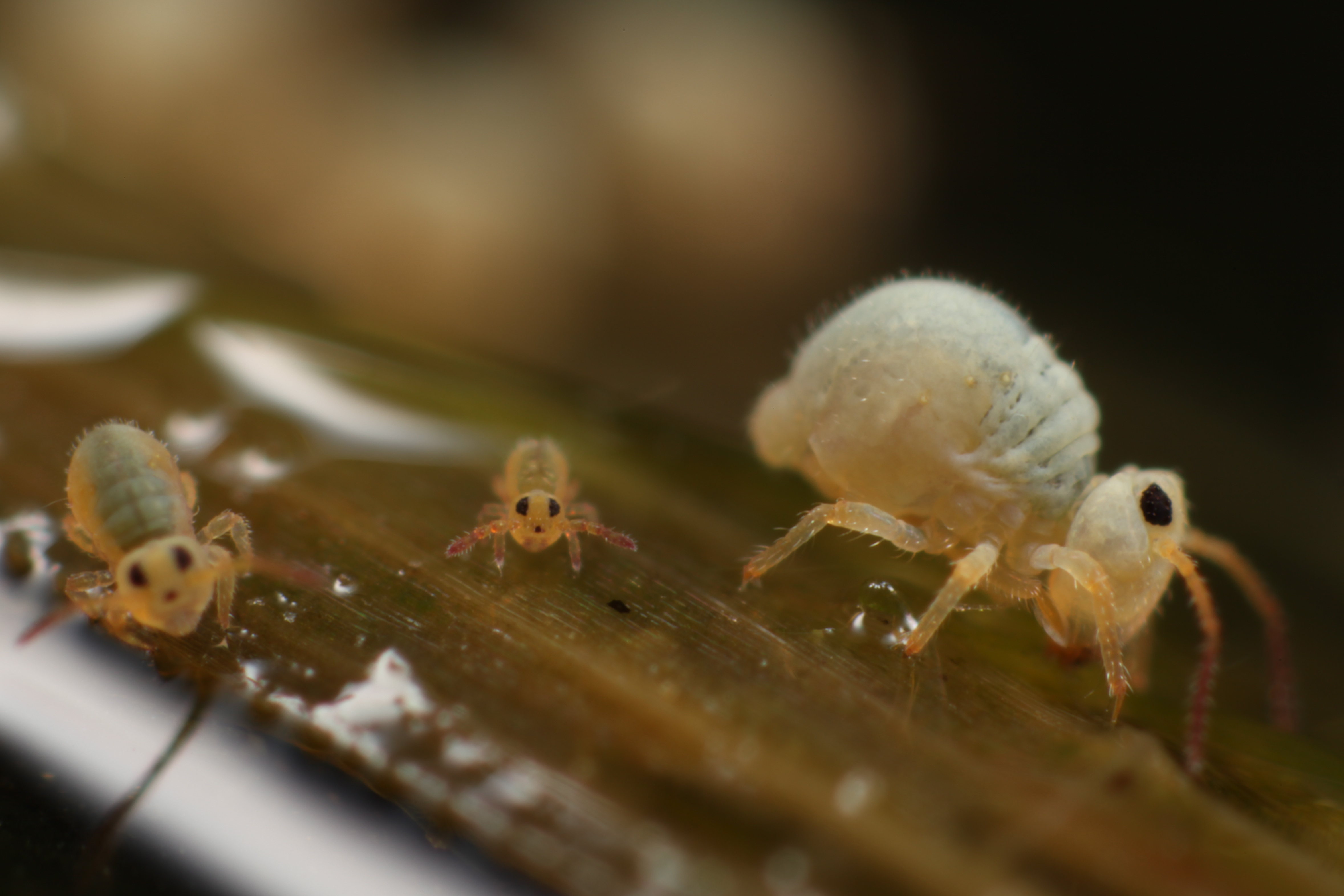 Collembola – ногохвостки личинка