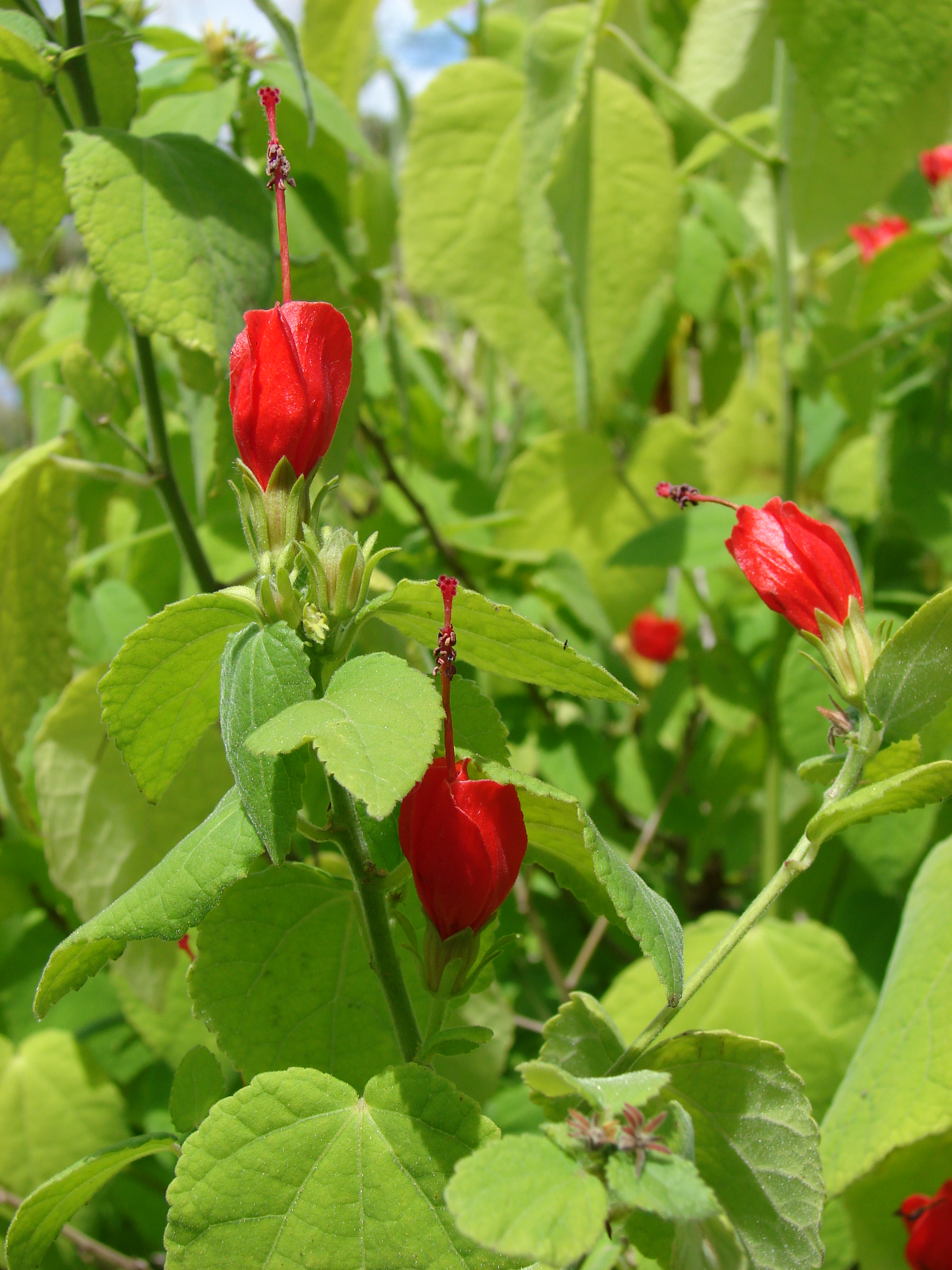 Malvaviscus Arboreus Wikipedia