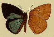 <i>Stempfferia tumentia</i> Species of butterfly