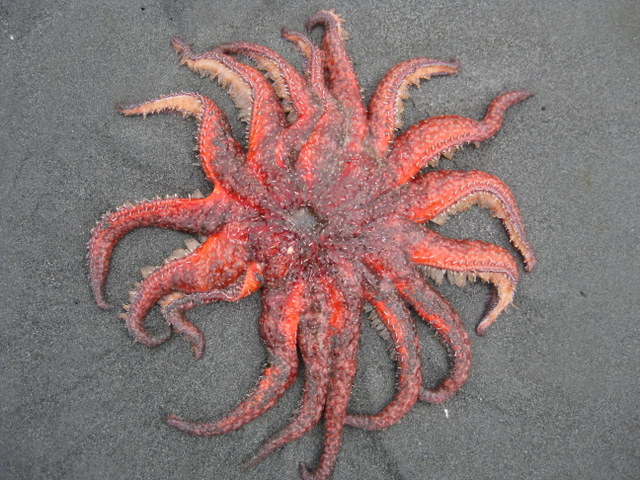 File:Sunflower seastar.JPG