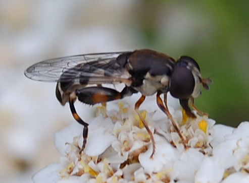 File:Syritta pipiens 108 - bearbeitet.png