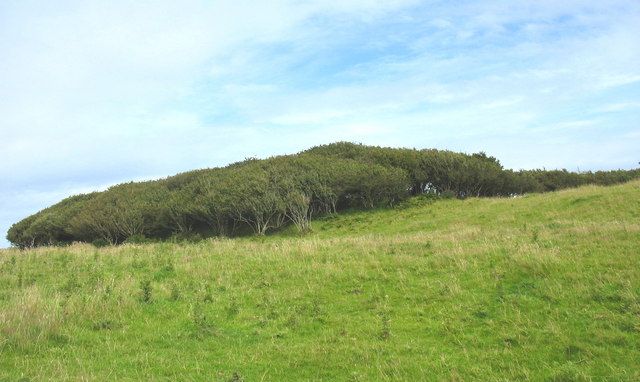 File:Thicket on limestone plateau - geograph.org.uk - 516198.jpg