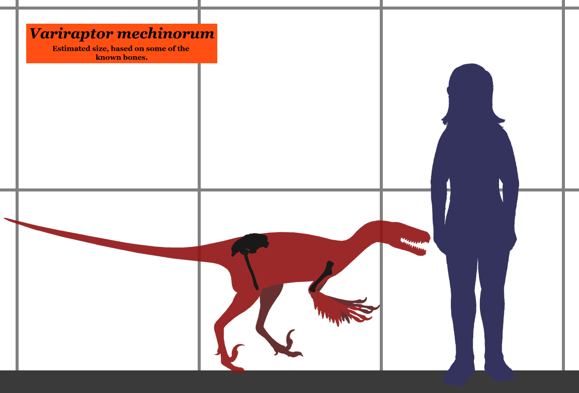 Variraptor SIZE.png