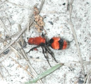 File:Velvet ant 9118.JPG