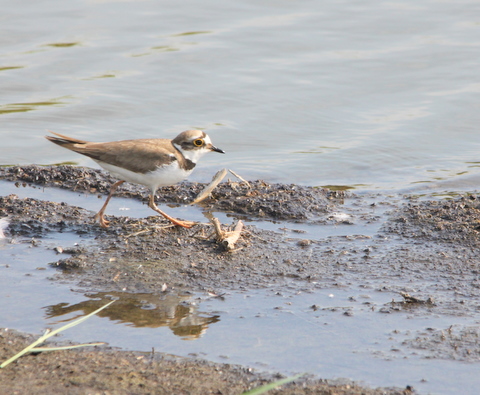 File:Walking Little Ringed Plover, Netherlands.jpg