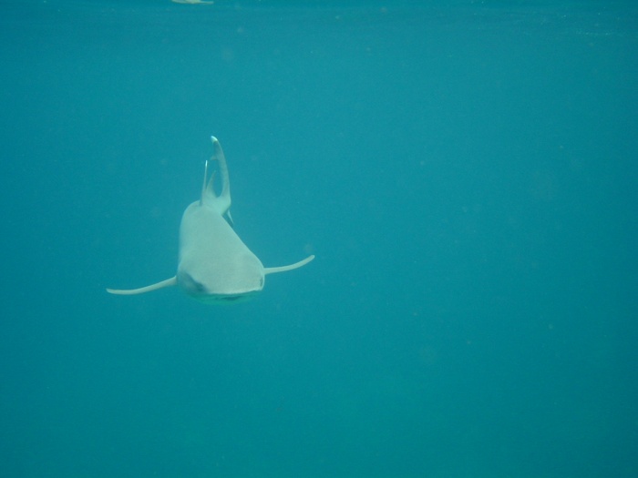 File:Whitetip reef shark swimming.jpg