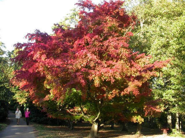 File:Winkworth Arboretum - geograph.org.uk - 2826.jpg