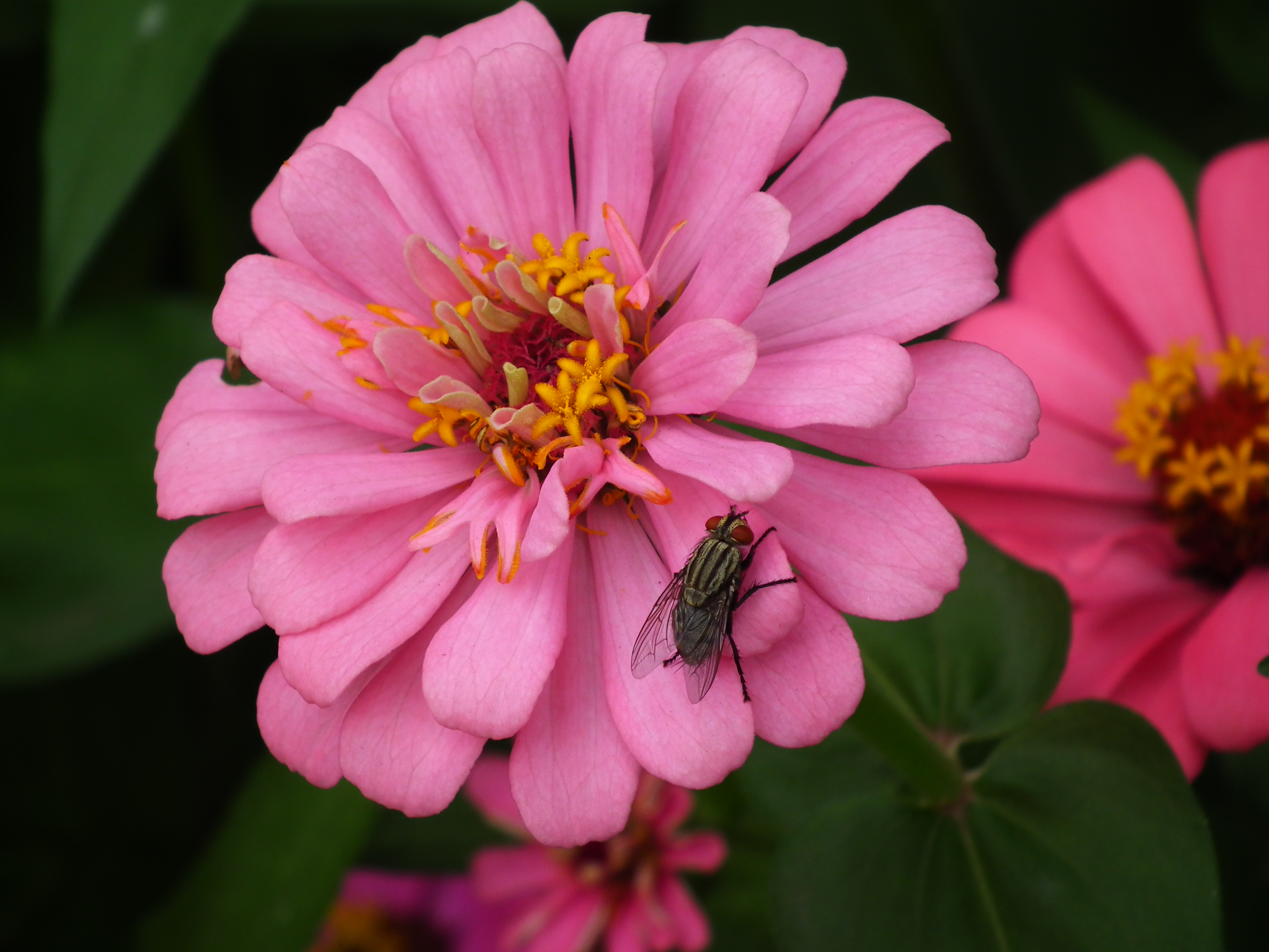 Циния scabiosaeflora