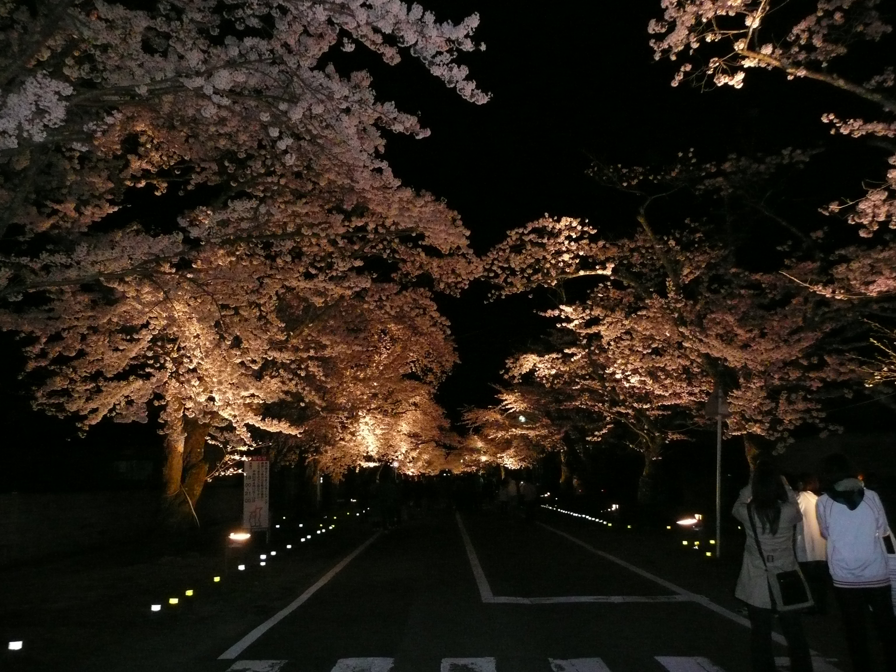 ファイル 夜の森夜桜並木２ Jpg Wikipedia
