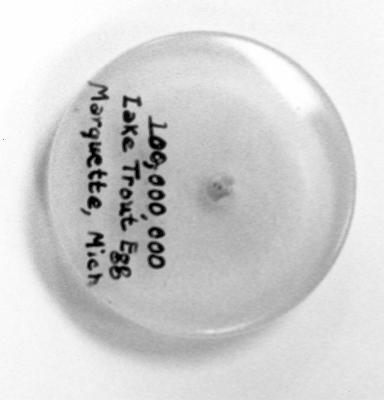File:100,000,000 Lake Trout Egg, Marquette (5260711069).jpg - Wikimedia  Commons