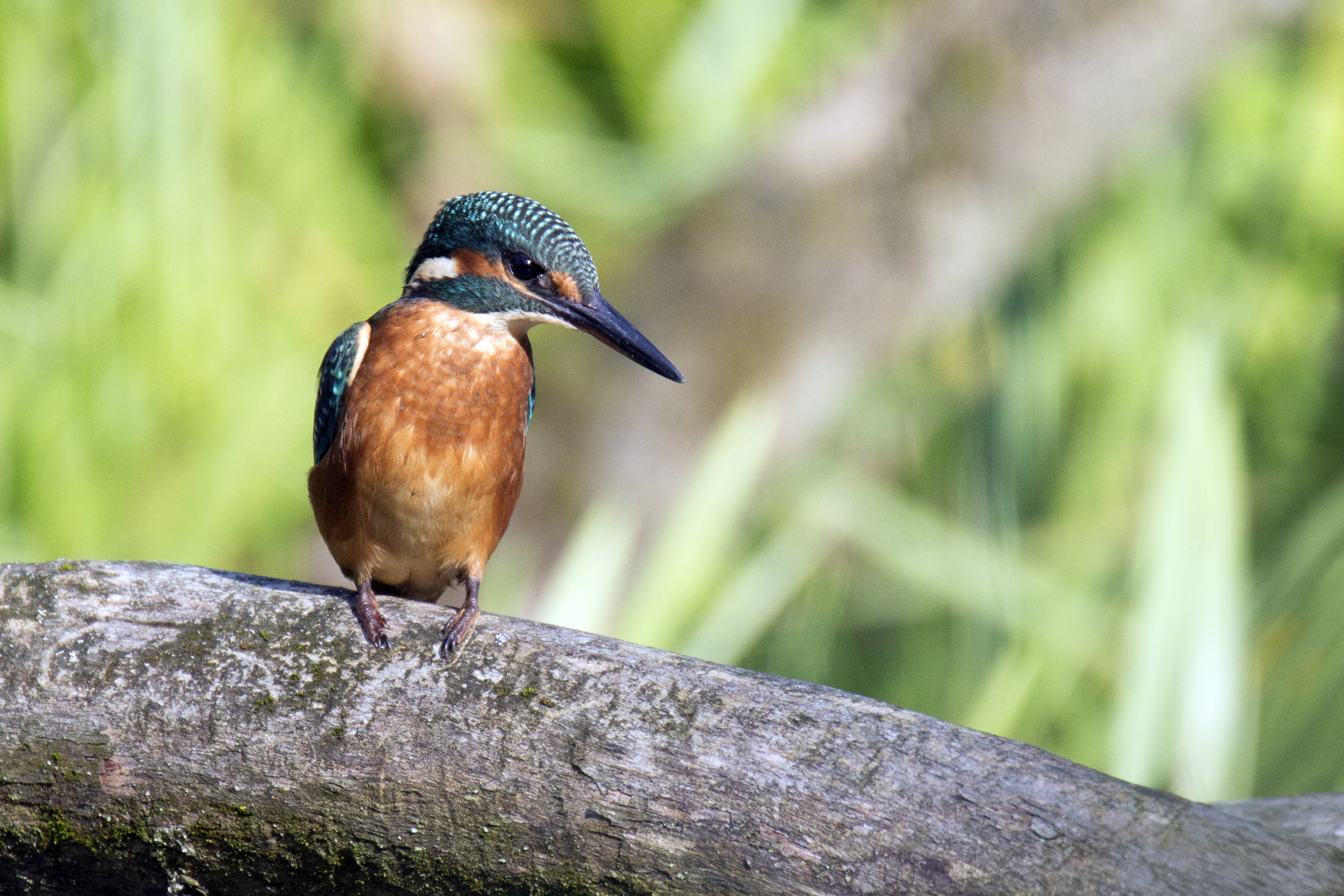 File 1509 046 Kessel Weerdbeemden Ijsvogel Common Kingfisher Eisvogel Alcedo Atthis Jpg Wikimedia Commons