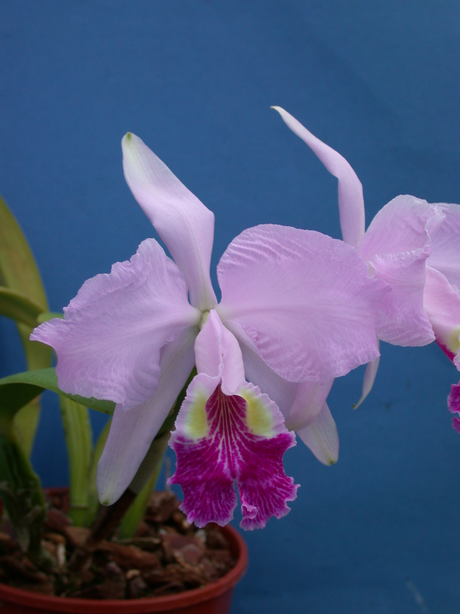 File:A and B Larsen orchids - Cattleya lueddemanniana Cerro Verde x  suavissima Dscn3706.jpg - Wikimedia Commons