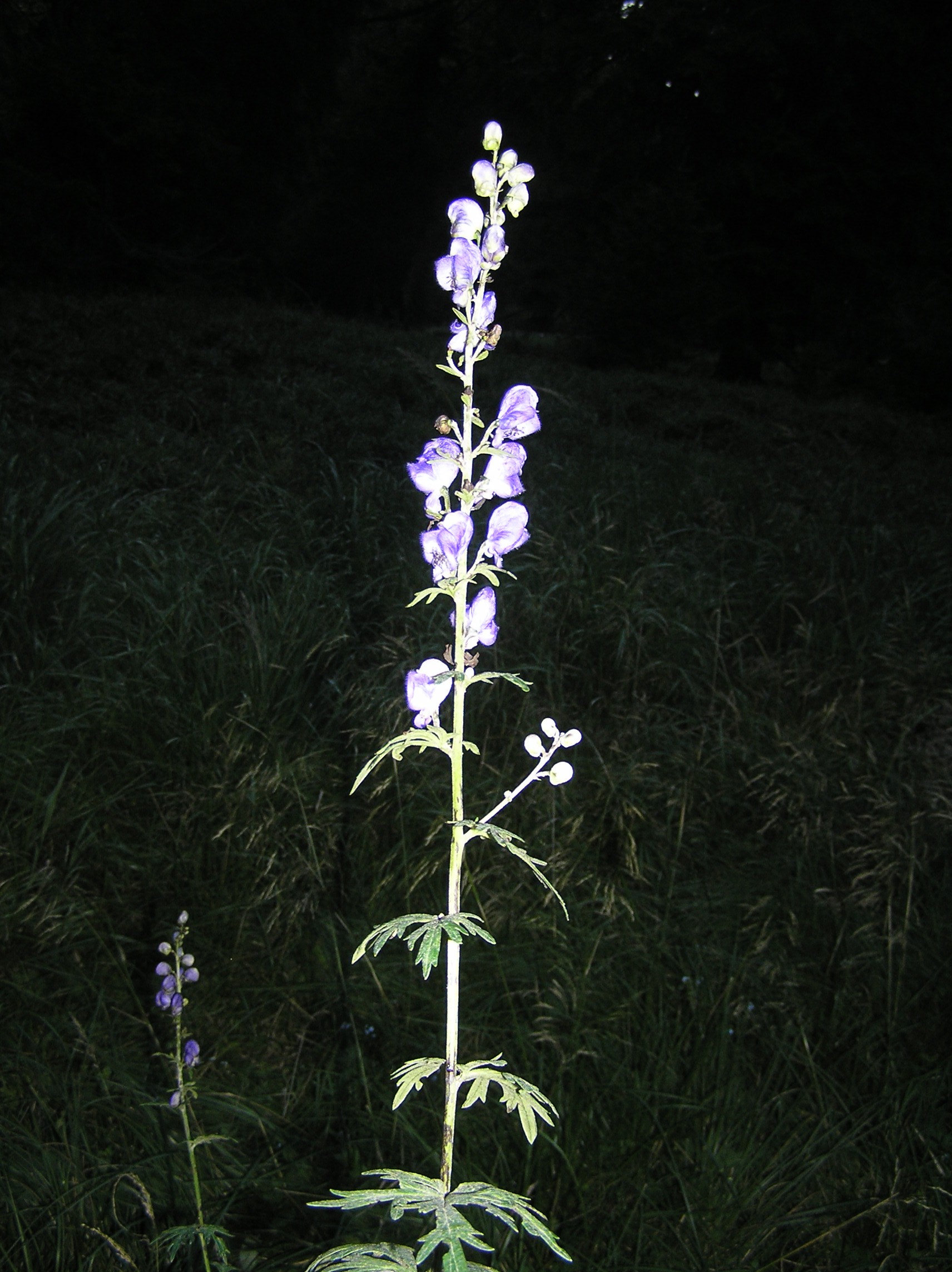 https://upload.wikimedia.org/wikipedia/commons/2/2b/Aconitum_plicatum.JPG