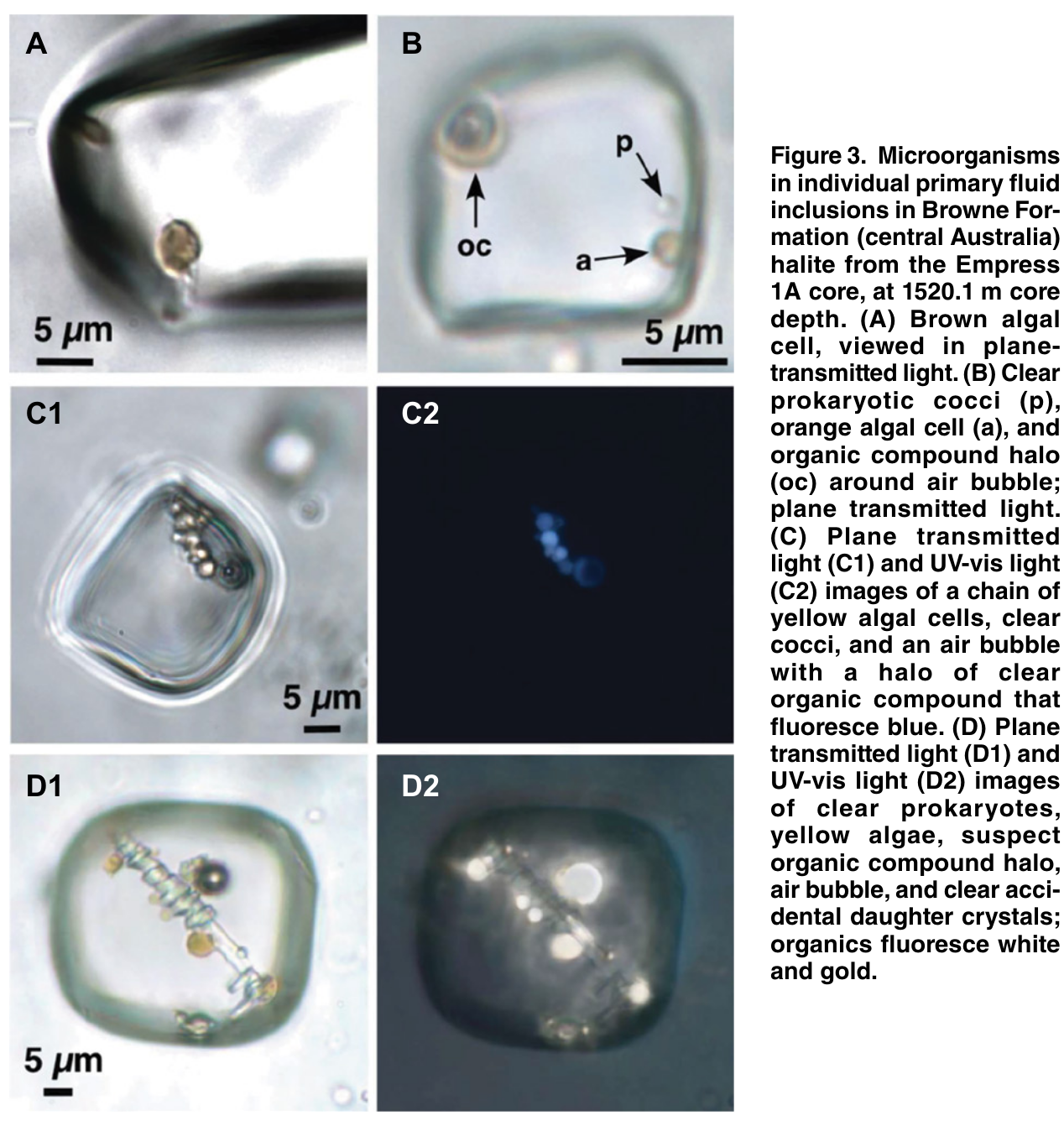 1934 год обнаружен дымчатый монокристал. Schizosaccharomyces Pombe эволюционный Возраст организма. Fluid inclusions. Primary Fluid. Организмы 830.