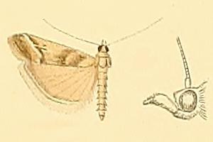 File:Ancylosis imitella.JPG