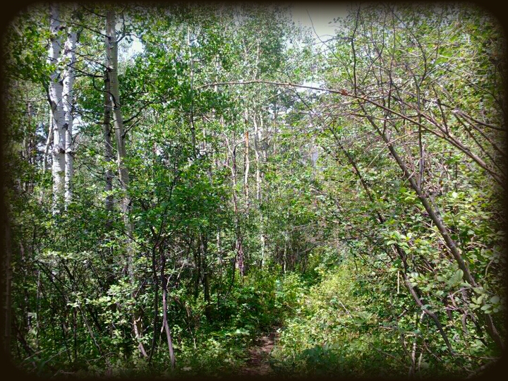 File:Aspen Forest at Vega Reservoir - panoramio.jpg