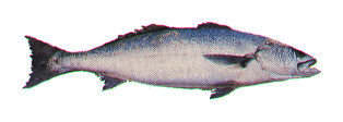 <span class="mw-page-title-main">White seabass</span> Species of fish