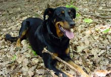 File:Beauceron.jpg